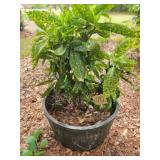 Barrel style flower pot