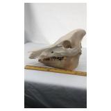 Australia Ferel Pig Skull