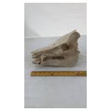 Large Australia Ferel pig skull