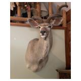 African Kudu mount