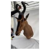 Red Hartebeast  African Mount