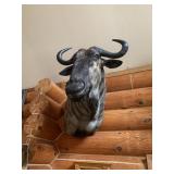 Blue Wildebeest African Taxidermy Mount