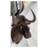 Black Wildebeest Africa taxidermy mount
