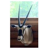 Gemsbok African mount