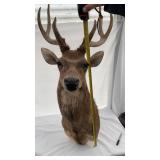 New Zealand Rusa deer mount