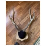 Rusa Deer mount on wood plaque