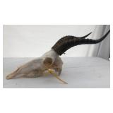 Blesbuck Skull and Antler Mount