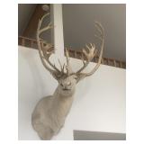 Double Shovel Caribou Mount
