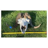 Musk ox skull with horns