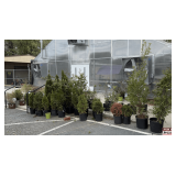 Nursery Trees and Shrubs: Arborvitae, Evergreens, and Ornamental Trees, Potted, Assorted Sizes