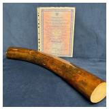 Certified Ancient Mastodon Tusk