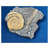 Fossil Ammonite and Orthoceras in Matrix