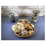 COLLECTION OF  ASSORTED SEA SHELLS