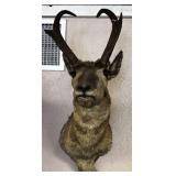 PRONGHORN ANTELOPE SHOULDER MOUNT