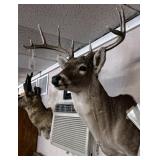 WHITE TAIL DEER SHOULDER MOUNT