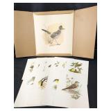 Bird Art Prints Set