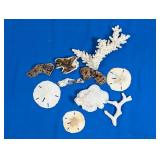 (10) Assorted Coral & Sand Dollars