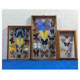 (3) Framed Butterfly Collection Lot