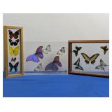(3)Framed Butterfly Display Art Lot