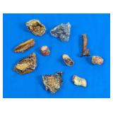(10) Assorted Polished Fossil Specimens