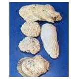 Coastal Marine Life Shell and Coral Specimen Lot