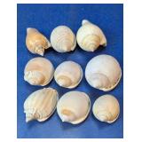 Natural Mixed Scotch Bonnet and Fighting Conch Lot