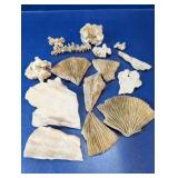 Mixed Fossilized Coral and Sea Fan Lot