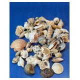 Assorted Natural Sea Shell Collection Lot