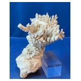 Decorative Natural White Coral Specimen