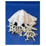 Large Clam Shell and Natural Coral Decor