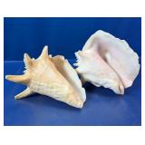 Large Decorative Natural Queen Conch Shells