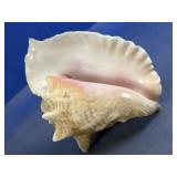 Large Natural Seashell Conch Coastal Decor Piece