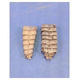 2 Authentic Rattlesnake Rattles