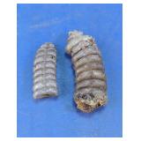 2 Authentic Rattlesnake Rattles