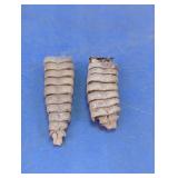 2 Authentic Rattlesnake Rattles