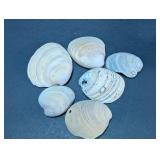 Assorted Natural Sea Shells Craft Lot