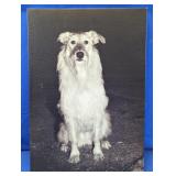 Black & White Dog Canvas Wall Art