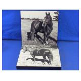 Black & White Horse Canvas Wall Art Set