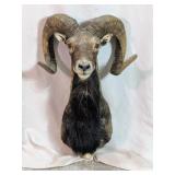 Mounted Ram Shoulder Trophy