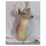 Mounted Deer Shoulder Trophy