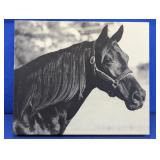 Black & White Horse Gicleï¿½ Canvas Art