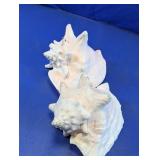Natural Conch Shell Decorative Pair