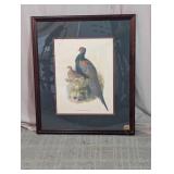 Phasianus Versicolor Framed Bird Print