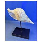 Large Conch Shell Display