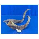 Goat Horn Specimen Pair