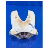 Bone Vertebra Specimen Display Piece