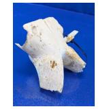 Animal Bone Skull Specimen Fragment