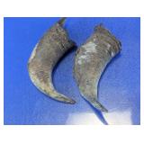 Curved Horn Specimen Pieces Pair