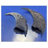 Curved Horn Specimen Pieces Pair