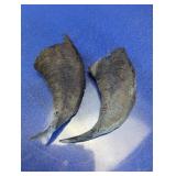 Curved Horn Specimen Pieces Pair